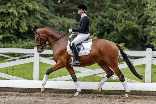 Foto: Der dreijährige Wallach Herbsttraum (v. Hirtentanz-Heops) gehört zur Trakehner Reitpferdekollektion 2019 - Fotograf: Stefan Lafrentz