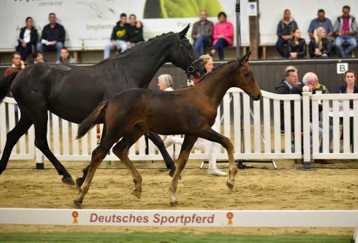 Foto: Fohlen von So Perfect7Dancier - Fotograf: Reumann