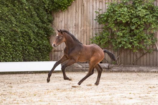 Foto: Die Katalognummer 5 v. Clarimo-Casall trägt den passenden Namen Champion und entspringt einer Stutenfamilie mit zahlreichen international erfolgreichen Sportpferden - Fotograf: Janne Bugtrup