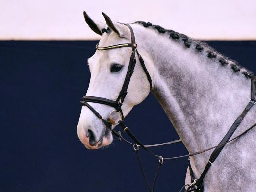 Foto: Bestbezahltes Pferd der 36. Holsteiner Frühjahrsauktion war Calitino v. Calido I: Er wurde für 54.000 Euro versteigert - Fotograf: Janne Bugtrup