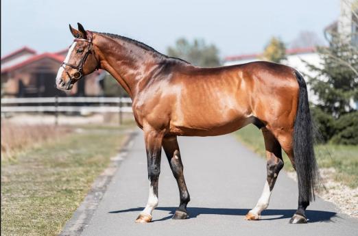 Foto: Limochello NT - Fotograf: Gestüt Stiekema