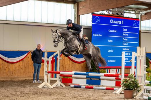 Foto: Der Jüngste der Stationshengste ist Chavaros II von Charleston. hier mit Claudia Wähling - Fotograf: Equitaris/ T. Becker