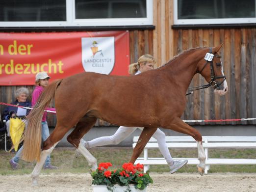 Foto: Den Siegertitel bei den Deutschen Reitpony Stuten sicherte sich im Vorjahr Daylight v. Pernod-Burlington - Fotograf: Ponyverband Hannover/ Lehmann