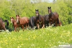 Foto: Archiv Boiselle Foto: Archiv Boiselle