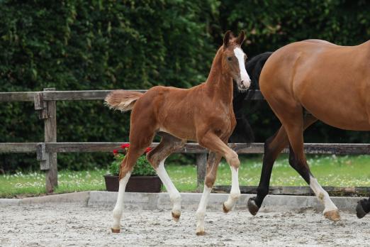 Foto: Kat. 1 Eliora Comme Stutfohlen v. Ermitage Kalone x Comme il Faut aus international bewährtem Foto: Kat. 1 Eliora Comme Stutfohlen v. Ermitage Kalone x Comme il Faut aus international bewährtem