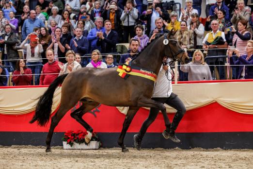 Foto: Der Trakehner Siegerhengst Kap Verde v. Helium bezaubert die Holstenhallen mit Charme und Sportlichkeit - Fotograf: Stefan Lafrentz