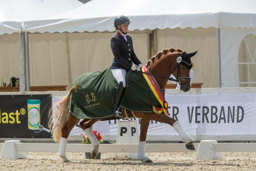 Foto: Der junge Prämienhengst Karim doré von Perpignan Noir eroberte unter Nele Lübbehusen in seiner Altersklasse den Titel des Equitop Myoplast Trakehner Reitpferdechampions 2020 - Fotograf: Jutta Bauernschmitt