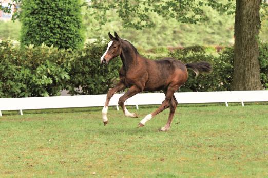 Foto: Katalognummer 8, Stutfohlen von Casall x Calido x Quantum Foto - Fotograf: © Holsteiner Verband