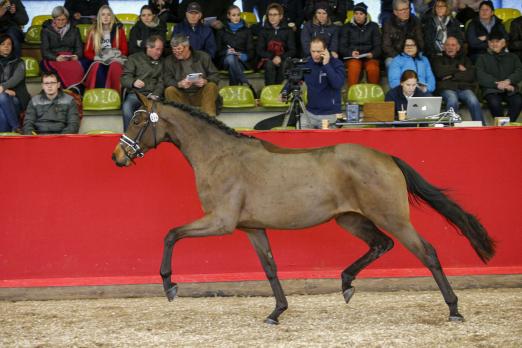 Foto: Lady Rox, die Siegerin des Freilaufwettbewerbs 2016 - Fotograf: Equest-Foto