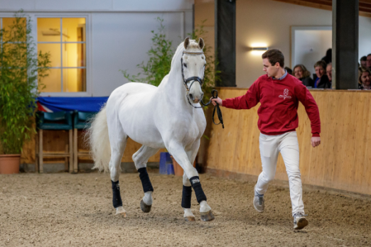 Foto: Erfolgsvererber und "Senior" der Hengststation Maas J. Hell - Calido von Cantus. Auch er zeigt sich bei der Hengstpräsentation am 10. Dezember in Klein Offenseth - Fotograf: Stefan Lafrentz Foto: Erfolgsvererber und "Senior" der Hengststation Maas J. Hell - Calido von Cantus. Auch er zeigt sich bei der Hengstpräsentation am 10. Dezember in Klein Offenseth - Fotograf: Stefan Lafrentz