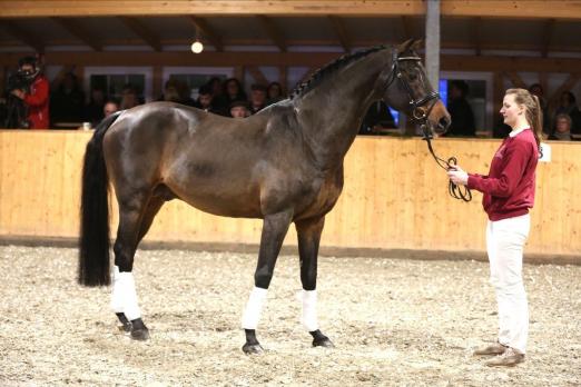 Foto: Lentini von Lavaletto-Calando ist einer der elegantesten Vertreter der schmal gewordenen Landgraf-Linie - Fotograf: Aenne Müller