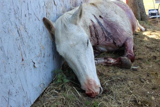 Foto: Das getötete Pferd - Fotograf: Thüringer Polizei, Landespolizeiinspektion Jena