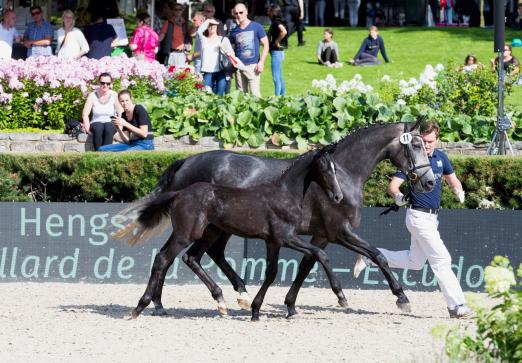 Foto: Cornet’s Creation aus der Zucht von Fußballstar Thomas Müller wurde Preisspitze der ersten Global Jumping Foals - Fotograf: Thomas Hellmann