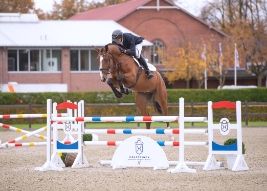 Foto: Die meisten Reitpferde der Holsteiner Auktion am 16. Dezember sind schon mit Platzierungen ausgestattet so auch die Katalognummer 108, Optimus Prime v. Ogano Sitte-Connor - Fotograf: Janne Bugtrup