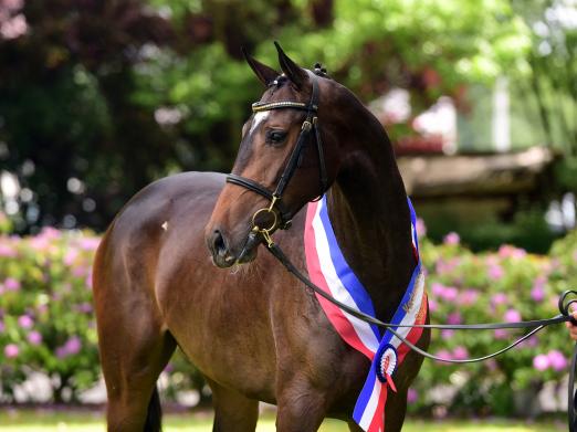 Foto: Melypsa v. Barcley-Armand xx aus der Zucht von Sönke Eggers trägt fortan den Titel Holsteiner Siegerstute 2022 - Fotograf: Janne Bugtrup