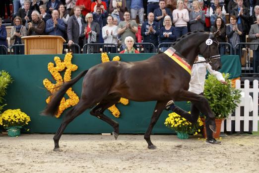 Foto: Trakehner Siegerhengst 2017 - Kaiser Milton v. Millennium-Van Deyk - Fotograf: Stefan Lafrentz