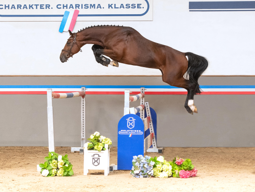 Foto: Mister Callidus heißt dieser vermögende Sohn des Million Dollar, der am 28. Oktober im Rahmen der Holsteiner Elite-Reitpferdeauktion zur Versteigerung kommt - Fotoraf: Janne Bugtrup