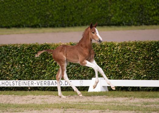 Foto: Mr. Embalou M ist der Name des Hengstfohlens, das in Falsterbo bei 21.000 Euro zugeschlagen wurde - Fotograf: Janne Bugtrup