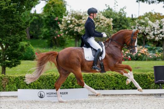 Foto: Niklaas Feilzer - aus dem Stall Werth in Rheinberg - holte sich mit dem Fuchs Leo Löwenherz das "Ticket" ins Finale des NÜRNBERGER BURG-POKAL im Dezember in der Frankfurter Festhalle - Fotograf: Stefan Lafrentz