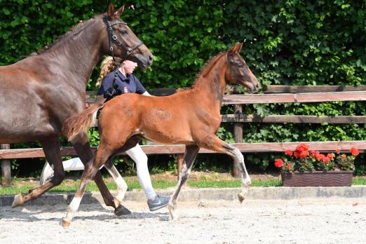 Foto: Trägt die Nummer 1 im Lot der Taunus-Talent Auction: Touching Gold, dessen Vater Thiago GS sich beim Schafhof Dressurfestival im NÜRNBERGER BURG-POKAL beweisen soll - Fotograf: U. Beelitz