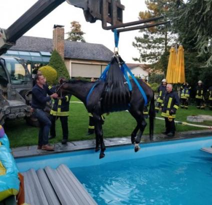 Foto: Gerettet! - Fotograf: Feuerwehr Meerbusch