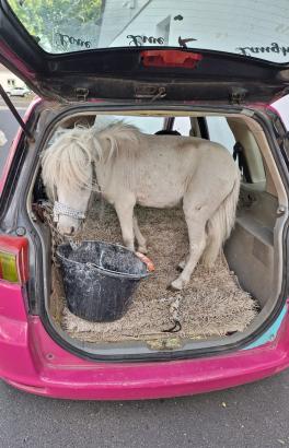 Foto: Pony im Kofferraum - Fotograf: Polizei Aachen Foto: Pony im Kofferraum - Fotograf: Polizei Aachen