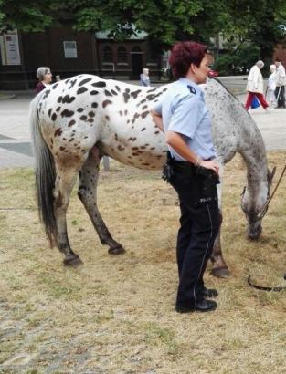 Foto: Polizeioberkommissarin Jacquelin Lohrmann kümmert sich um den ausgebüchsten "Pascha" - Fotograf: Polizei Bochum