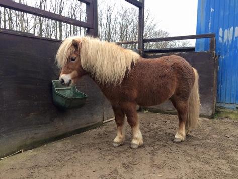 Foto: Gestohlenes Pony - Fotograf: Polizeipräsidium Südhessen