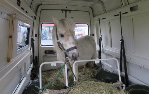 Foto: Pony im Laderaum eines Kleintransporters - Fotograf: Polizeiinspektion Delmenhorst/Oldenburg-Land/Wesermarsch