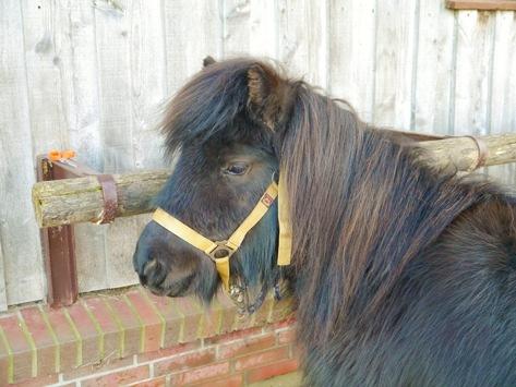 Foto: das gestohlene Shetlandpony Princess 1 - Fotograf: Polizeidirektion Flensburg