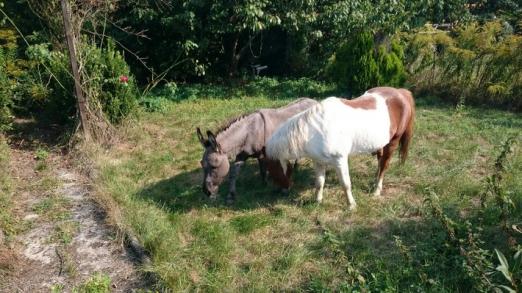 Foto: die beiden Ausreißer - Fotograf: Polizei Nordhessen