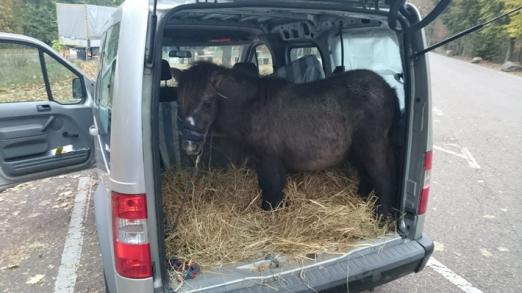 Foto: Pony wird im Kleintransporter transportiert - Fotograf: Polizei Mnanheim