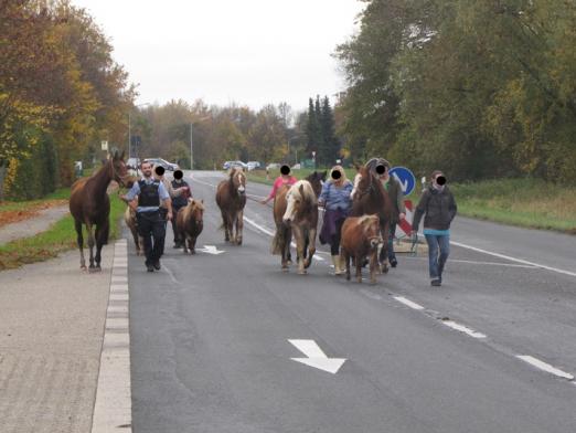 Foto: "Abgeführte Pferde" - Fotograf: Polizei Mettmann