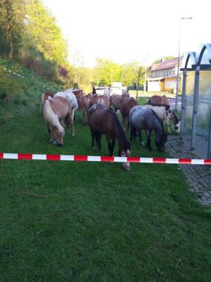 Foto: Pferdeherde am ZOB - Fotograf: Polizeiinspektion Goslar