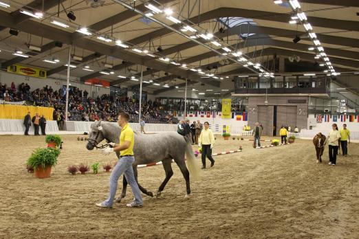 Foto: Die besten zwei- und dreijährigen Vererber stehen bei der Junghengstkörung 2015 des Ponyverbandes Hannover in der Verdener Niedersachsenhalle am Samstag, den 17. Oktober im Rampenlicht. - Fotograf: Ponyverband Hannover/ Pantel