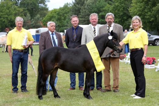 Foto: Parade der Ponyschönheiten: Am 21. Juni wetteifern in Adelheidsdorf die besten drei- und vierjährigen Ponystuten um den Titel Staatsprämienanwärterin. Auf dem Foto zu sehen ist die Vorjahressiegerin der Deutschen Classic Pony Stuten: Alischia v. Clus v. Jo-Co’s KC Coyne Connection-Jappelu (Z. u. B.: Ralf Grober, Bad Gandersheim). - Fotograf: Pantel/ Ponyverband Hannover