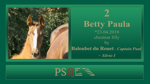 Foto: Zuschlag bei 33.000 Euro – Betty Paula war das Spitzenfohlen der vierten PS-Online-Fohlenauktion, die am Montag zu Ende ging. Die eigenwillige Blesse der aufgeweckten jungen Dame könnte für ihre Abstammung stehen - Fotograf: Kiki Beelitz