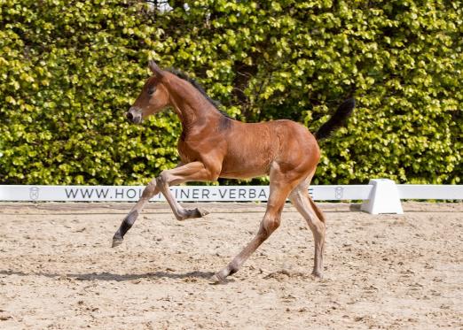 Foto: Die Preisspitze der Fohlenauktion anlässlich der Holsteiner Pferdetage: Countess v. Crack-Contender - Fotograf: Janne Bugtrup