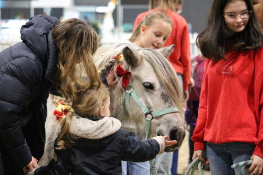 Foto: Neben sportlichen und lehrreichen Programmpunkten bietet der Pferde-Familientag zahlreiche Mitmachaktionen wie Ponystreicheln, Ponyreiten und Kinderschminken - Fotograf: RathmannVerlag/Lina Thiedemann Foto: Neben sportlichen und lehrreichen Programmpunkten bietet der Pferde-Familientag zahlreiche Mitmachaktionen wie Ponystreicheln, Ponyreiten und Kinderschminken - Fotograf: RathmannVerlag/Lina Thiedemann
