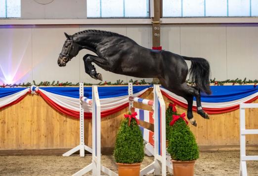 Foto: Der Reservesieger der Holsteiner Körung 2018, Colcannon von Cornet Obolensky. Die Junghengste der Hengststation Maas J. Hell werden bei der Präsentation im Februar in Klein Offenseth erstmals unter dem Reiter gezeigt - Fotograf: Stefan Lafrentz