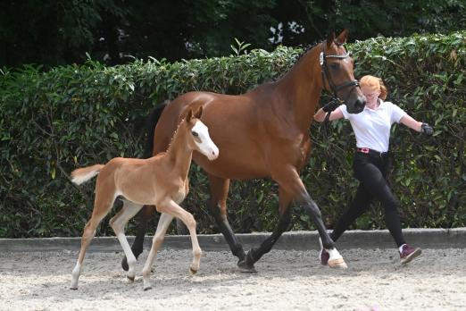 Foto: Da schaut jeder hin! Typvolle, sportliche Trakehner können beim 42. Trakehner Pferdemarkt in Buchholz erworben werden - Fotograf: Dr. Peter Richterich