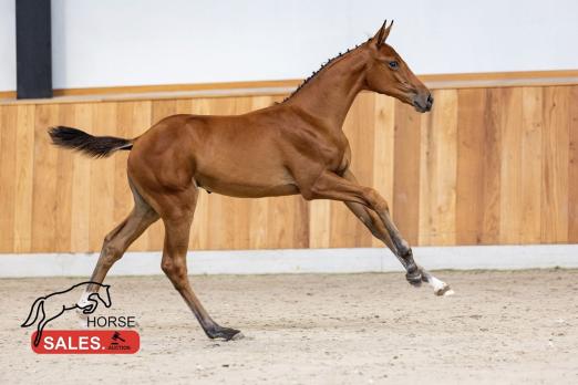Foto: Kat.-Nr. 2 CHAMPIONATA RV Z - Fotograf: HorseSales.Auction