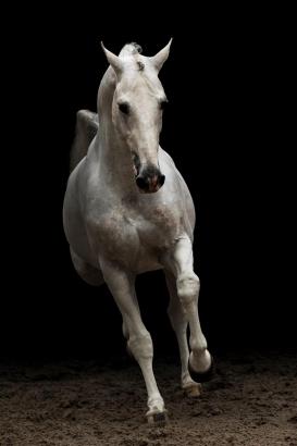 Foto: Cabrio Z - Das "Eine-Million-Dollar- Grand Prix"-Pferd - Fotograf: Zangersheide 