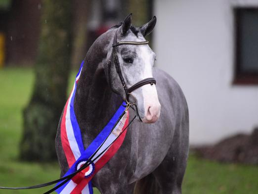 Foto: Conchezz v. Colestus, der Holsteiner Siegerhengst des Jahres 2024 - Fotograf: Janne Bugtrup Foto: Conchezz v. Colestus, der Holsteiner Siegerhengst des Jahres 2024 - Fotograf: Janne Bugtrup