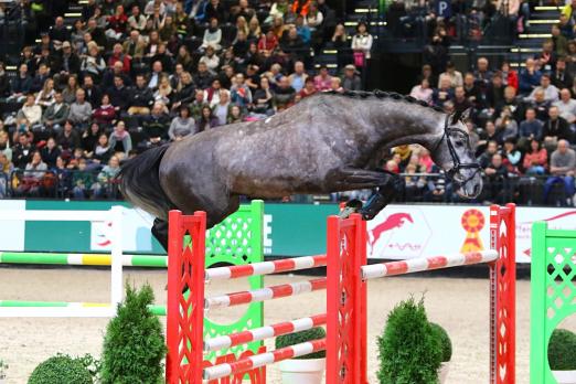 Foto: Charles Darwin ZSP (5-jähriger Hengst V: Cashmoaker MV: Monte Bellini) - Fotograf: Brit Placek