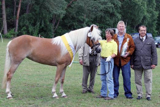 Foto: Siegerstute Edelbluthaflinger - Fotograf: ponyhannover.de