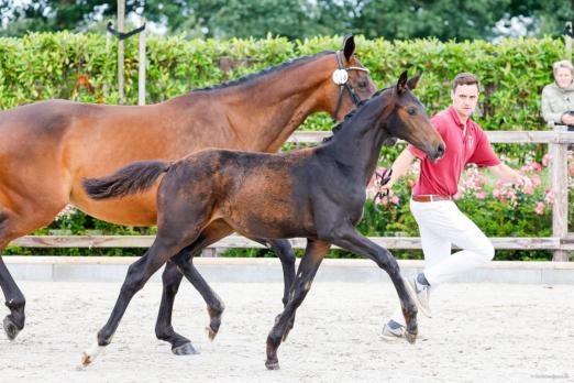 Foto: Siegerstutfohlen des Fohlenchampionats der Hengststation Maas J. Hell von Quaterback-Calinello aus der Zucht von Oliver Timm - Fotograf: Fotografie CB