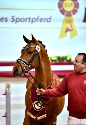 Foto: Der Springchampion 2022 (von Casino Grande abstammend) - Fotograf: Björn Schroeder