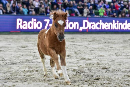 Foto: Shettyfohlen Stöpsel brachte 7000 Euro - Fotograf: Tim Heide