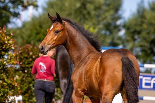 Foto: Das Auktions-Stutfohlen Cherry Lady von Charleston-Nerrado ist eine Vollschwester zum gekörten Hengst Chardo, der bei Björn Nagel ausgebildet wird - Fotograf: Stefan Lafrentz